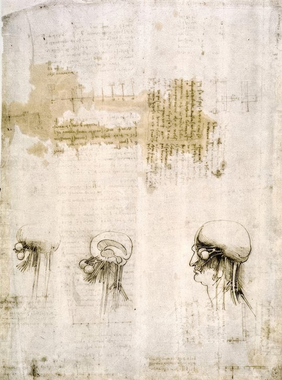 Anatomiestudien af Leonardo da Vinci
