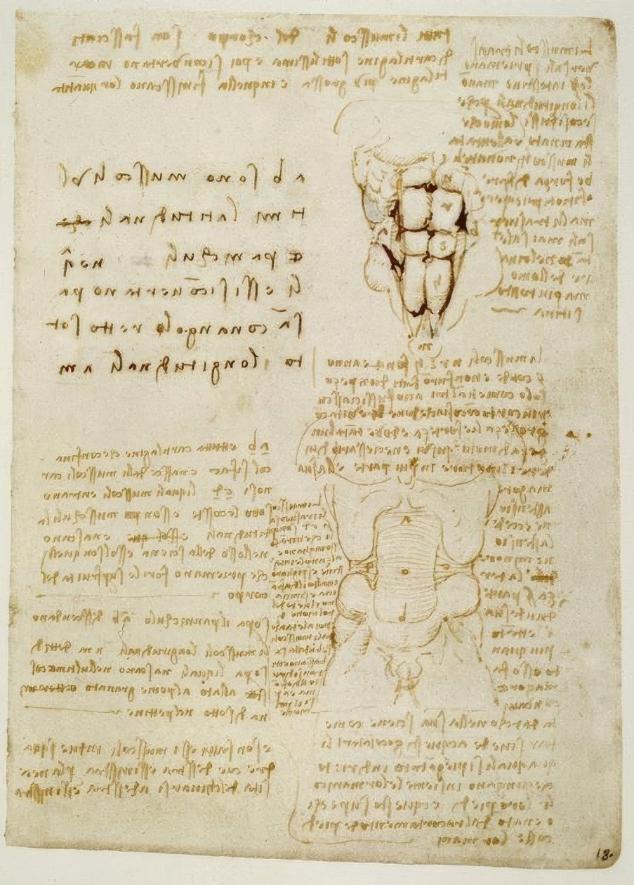 Anatomiestudien af Leonardo da Vinci