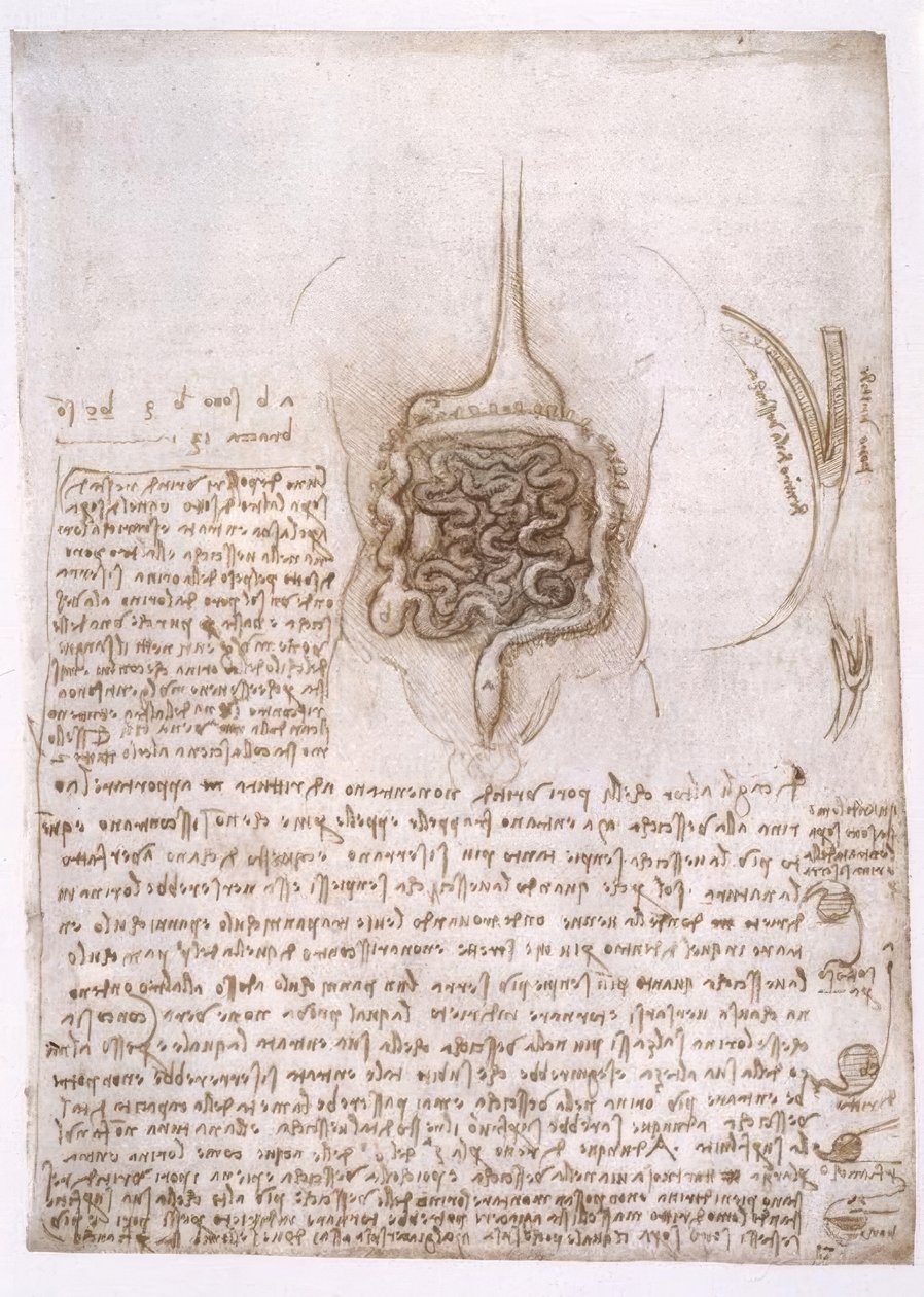 Anatomiestudien af Leonardo da Vinci