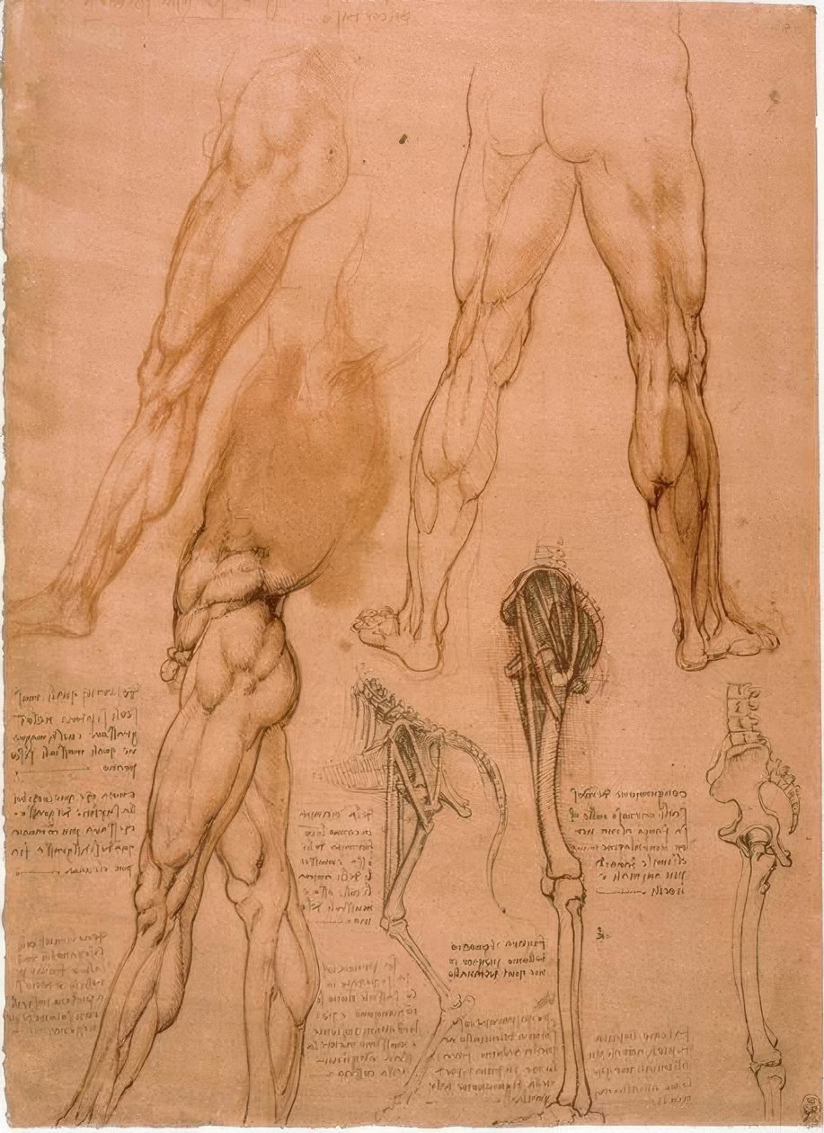 Anatomiestudien: Beinmuskulatur af Leonardo da Vinci