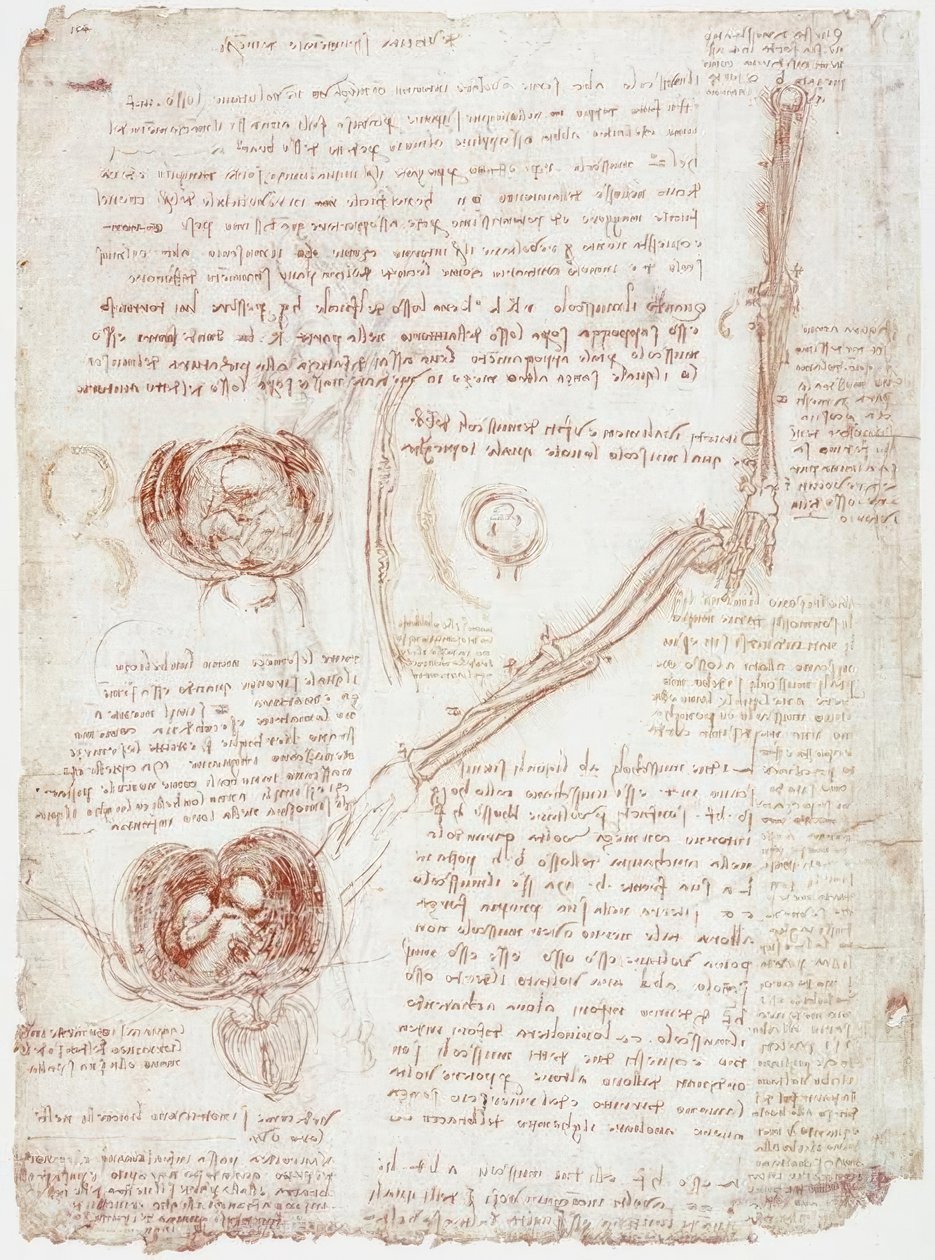 Anatomistudier: Bevægelse af albueleddet/fosteret i livmoderen af Leonardo da Vinci