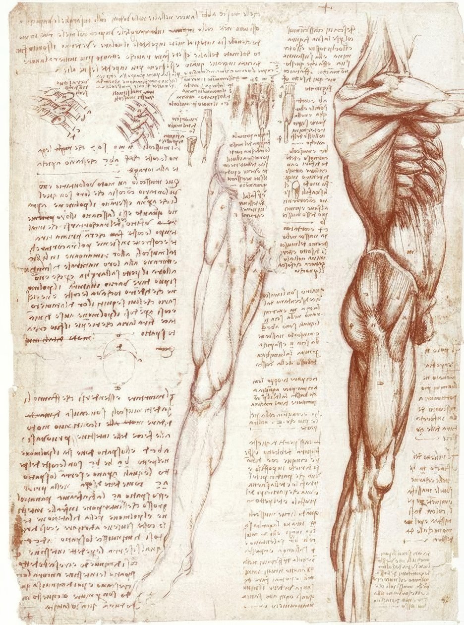 Anatomistudier: Trunks og bens muskler af Leonardo da Vinci