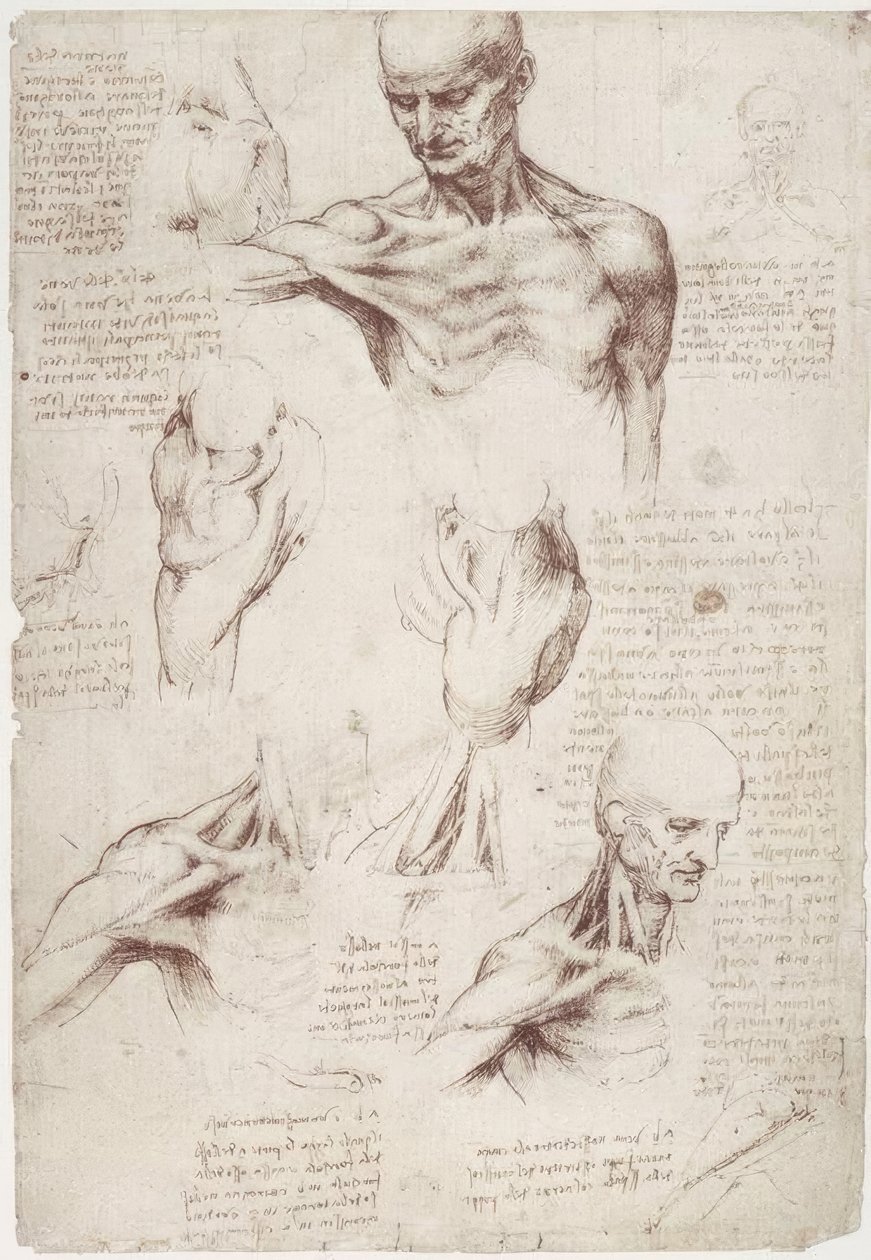 Anatomiundersøgelser: overflademusklerne i nakke og skulder af Leonardo da Vinci