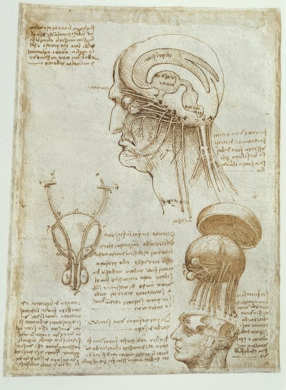 Anatomi undersøgelser: hjerne, ventrikler og kranienerver / han af Leonardo da Vinci