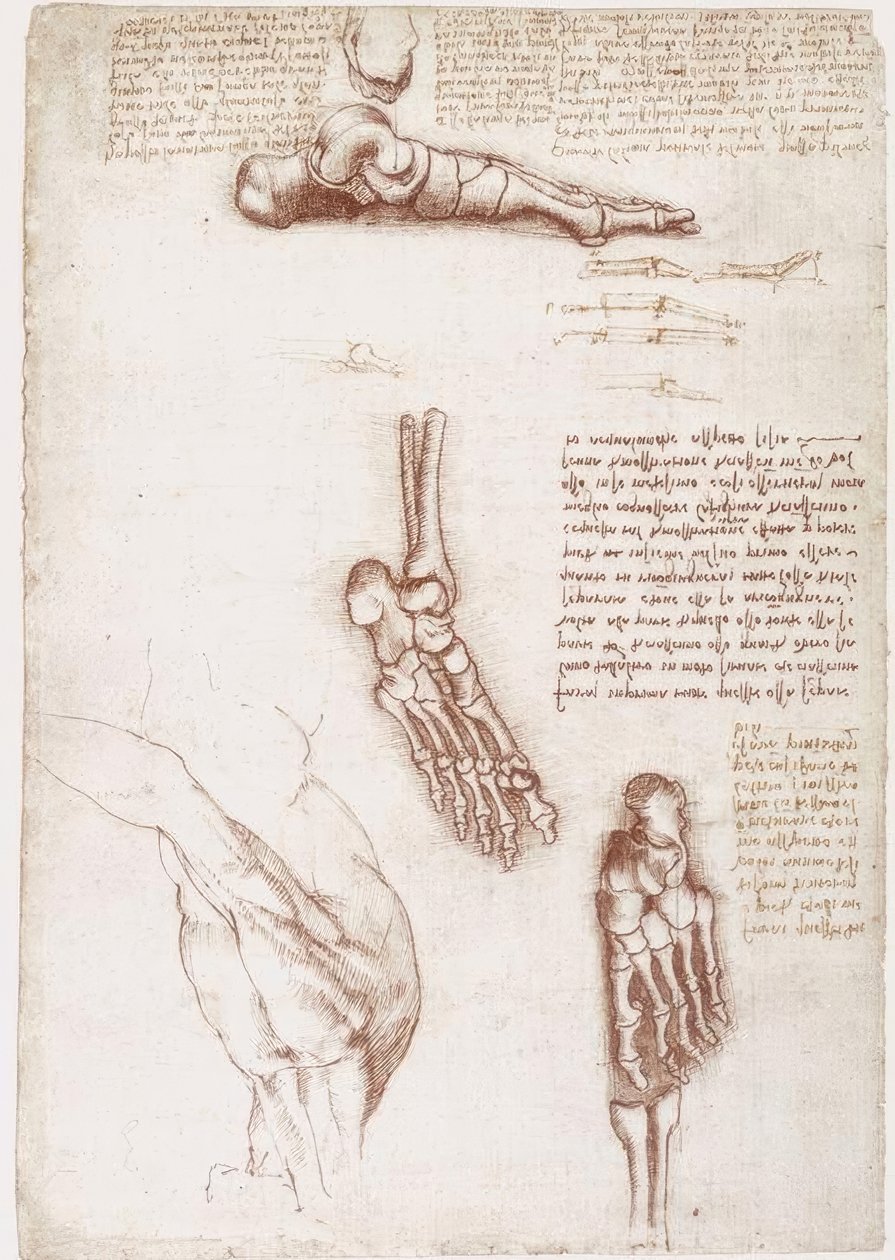 Anatomistudier: Overfladeanatomi af skulderen / fodens knogler af Leonardo da Vinci