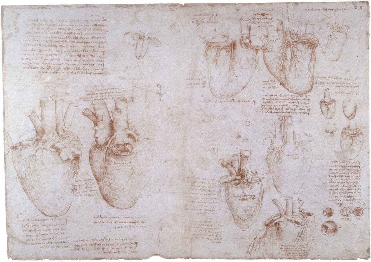 Anatomistudier: Overfladevener ... af Leonardo da Vinci
