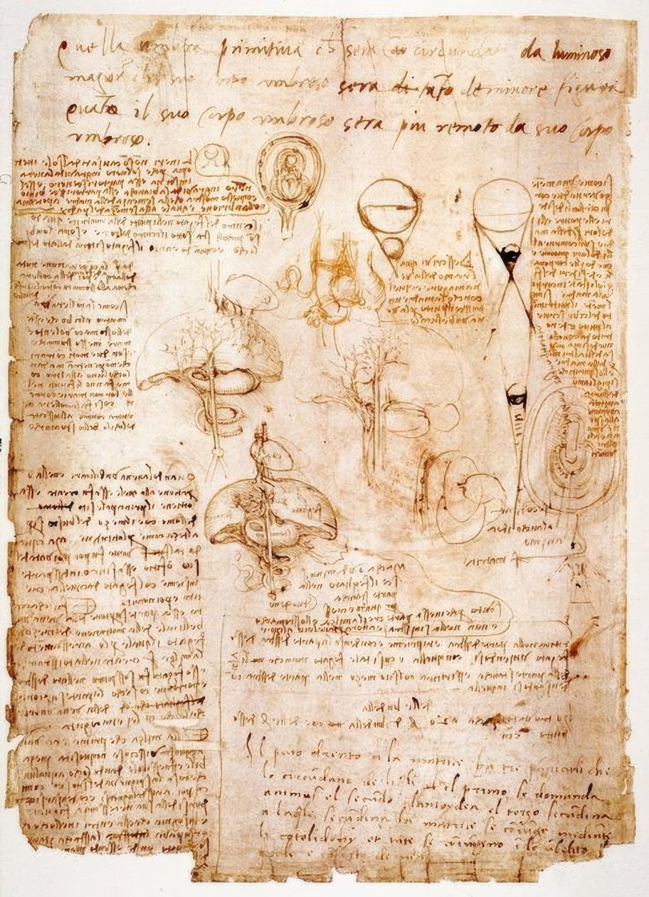 Anatomiundersøgelser: Organer i maven... af Leonardo da Vinci