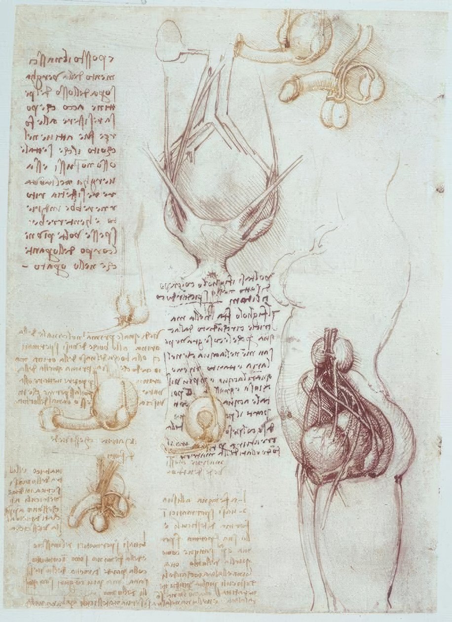 Anatomistudier: Sammenlignende repræsentationer af mandlige og kvindelige kønsorganer af Leonardo da Vinci