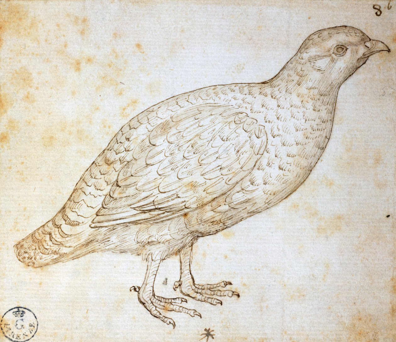 Eläintutkimukset: viiriäinen, Leonardo da Vinci (1452-1519), piirustus 754 orn af Leonardo da Vinci