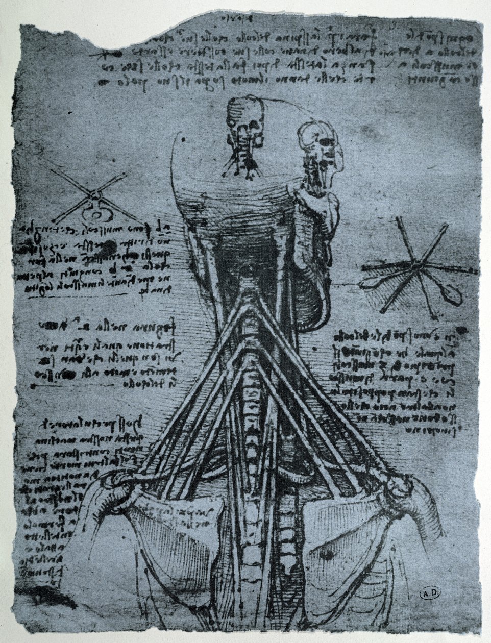 Knoglestruktur af den menneskelige nakke og skulder, faksimilekopi af Leonardo da Vinci
