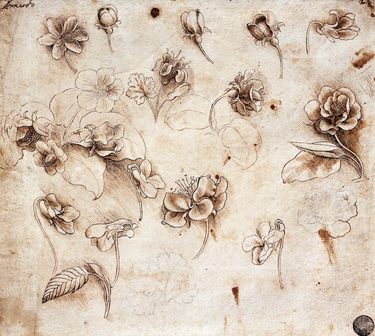 Botanisk bord, tegning 237 (tegning) af Leonardo da Vinci