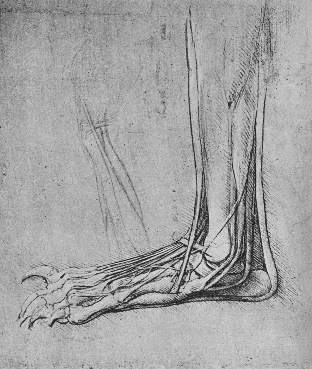 Dissektion af en bjørnefod til venstre, c1480 1945 af Leonardo da Vinci