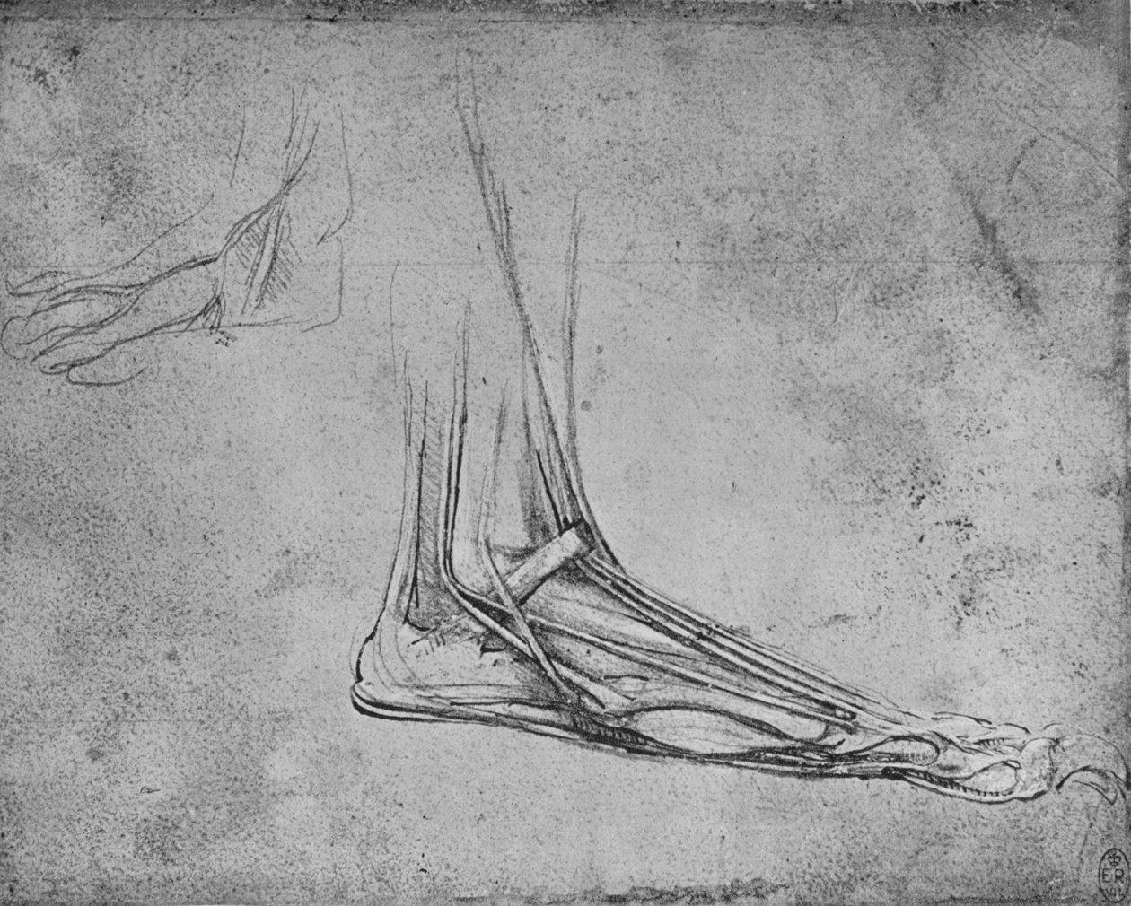 Dissektion af en bjørnefod til højre, c1480 1945 af Leonardo da Vinci