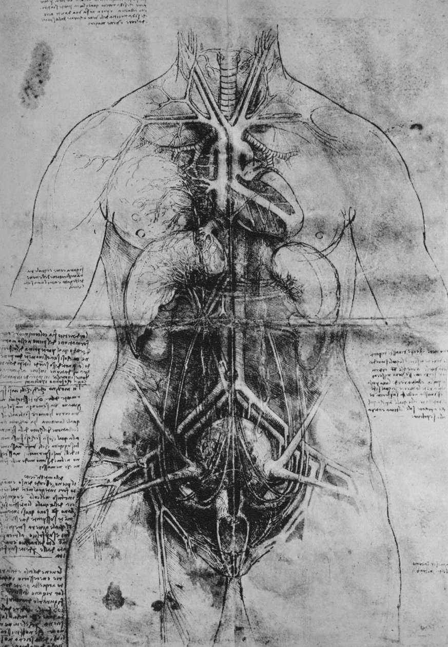 Dissektion af en kvindes vigtigste organer, c1480 1945 af Leonardo da Vinci