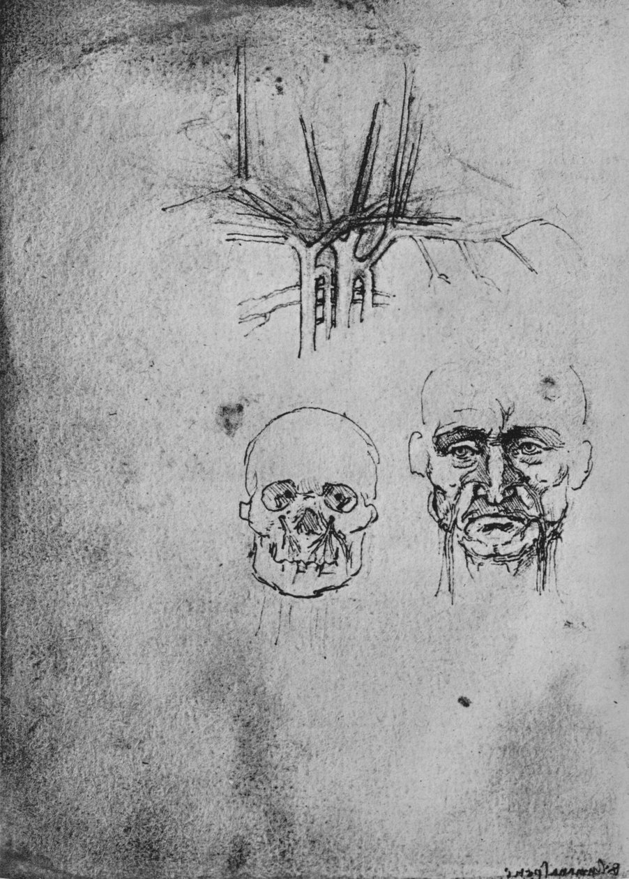 Tegning, der viser placeringen af blodkarrene i nakken og ansigtet, c1480 1945 af Leonardo da Vinci