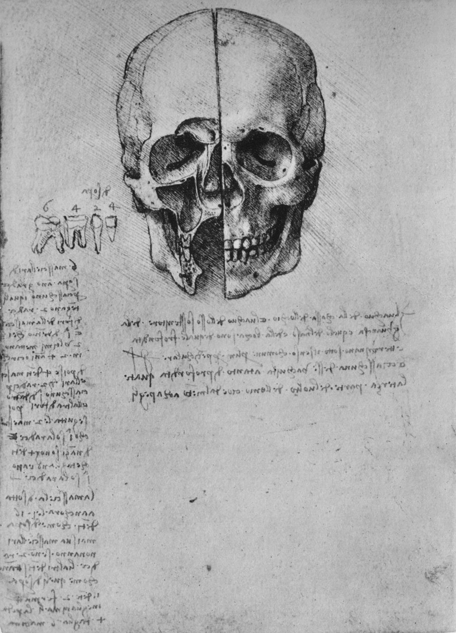 Tegning af to halvdele af et kranie, c1480 1945 af Leonardo da Vinci