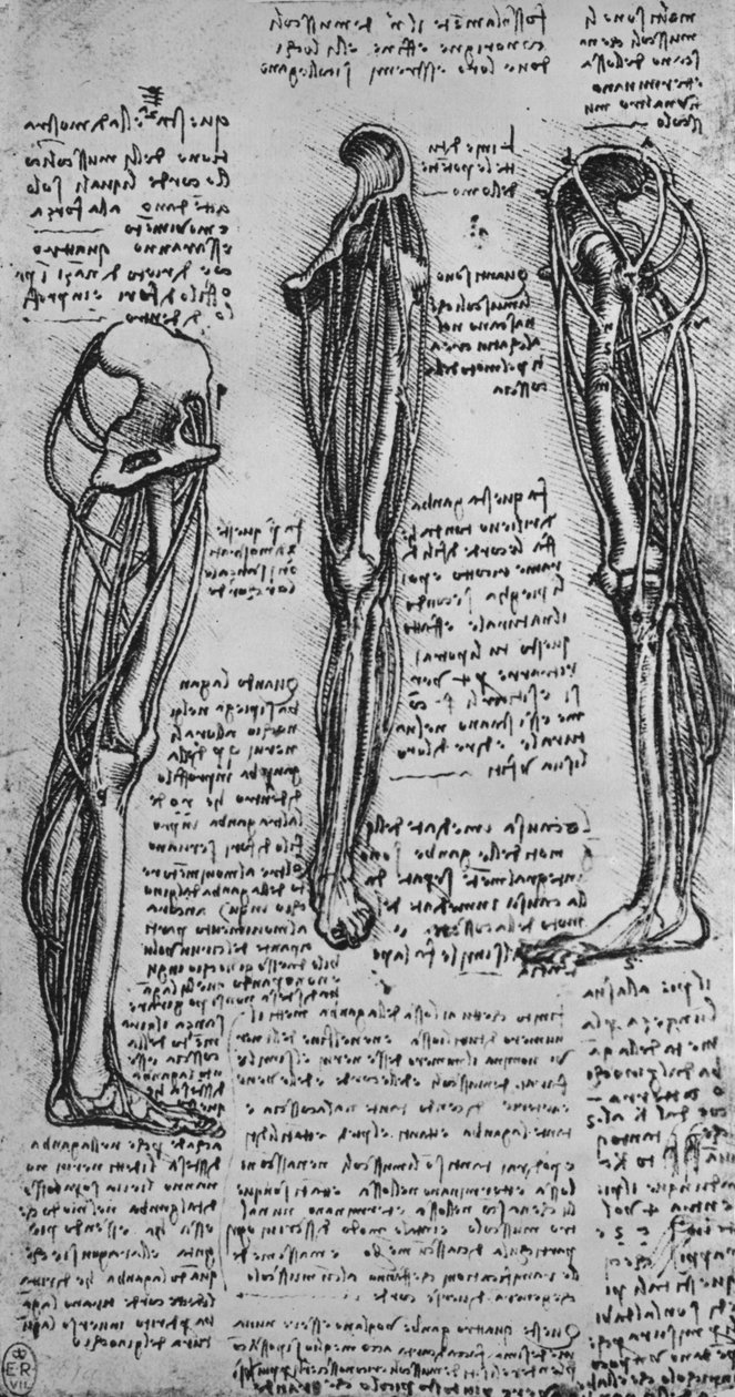 Tegninger af et venstre ben, der viser knogler og sener, c1480 1945 af Leonardo da Vinci