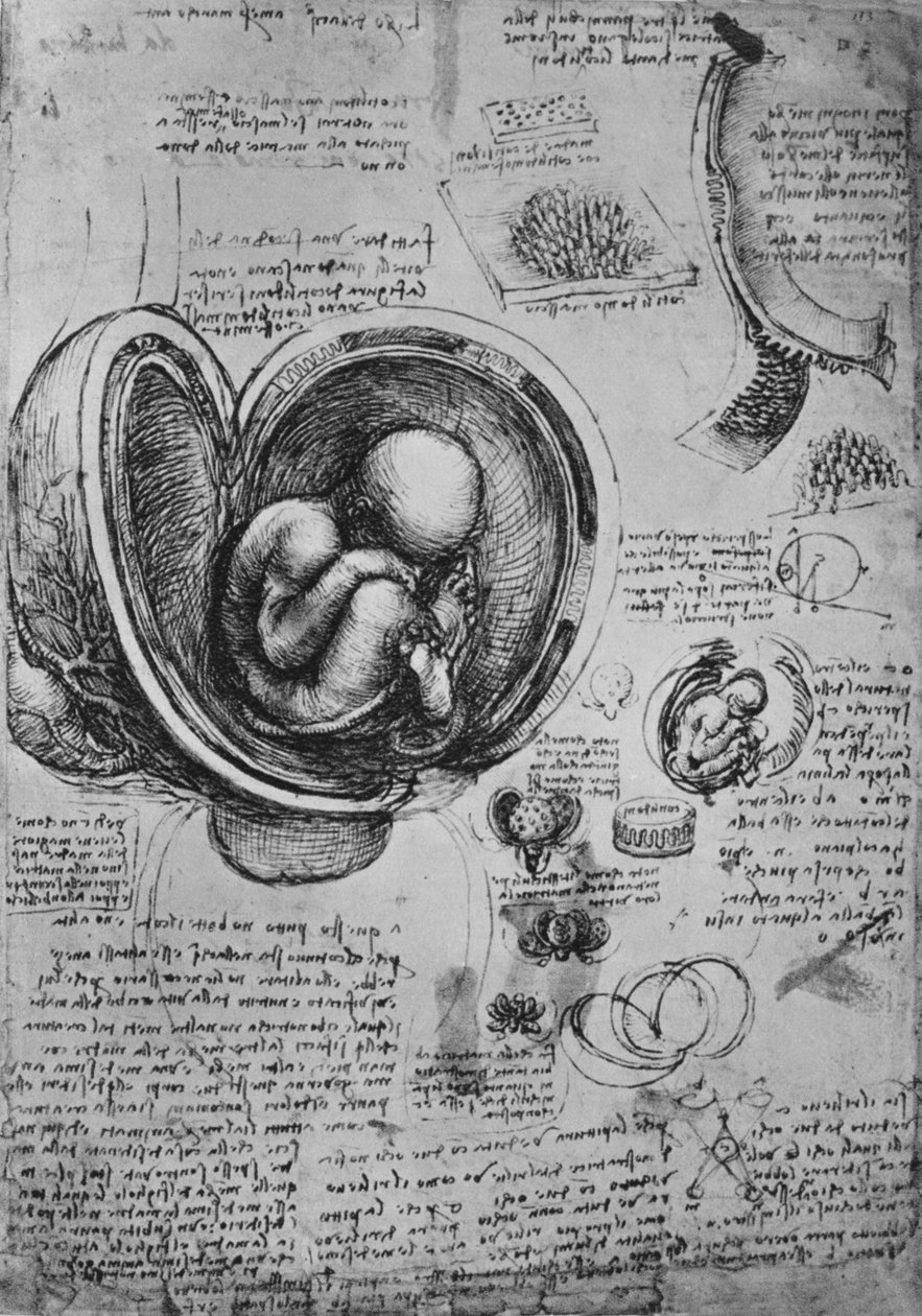 Tegninger af et embryo i livmoderen, c1480 1945 af Leonardo da Vinci