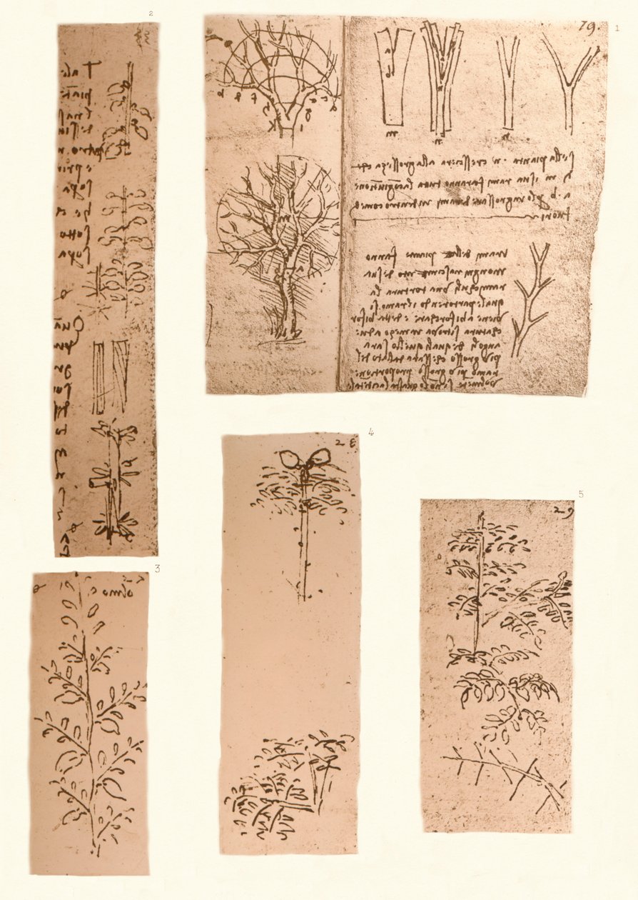 Fem tegninger, der illustrerer elementerne i landskabsmaleriet, c1472-c1519 1883 af Leonardo da Vinci