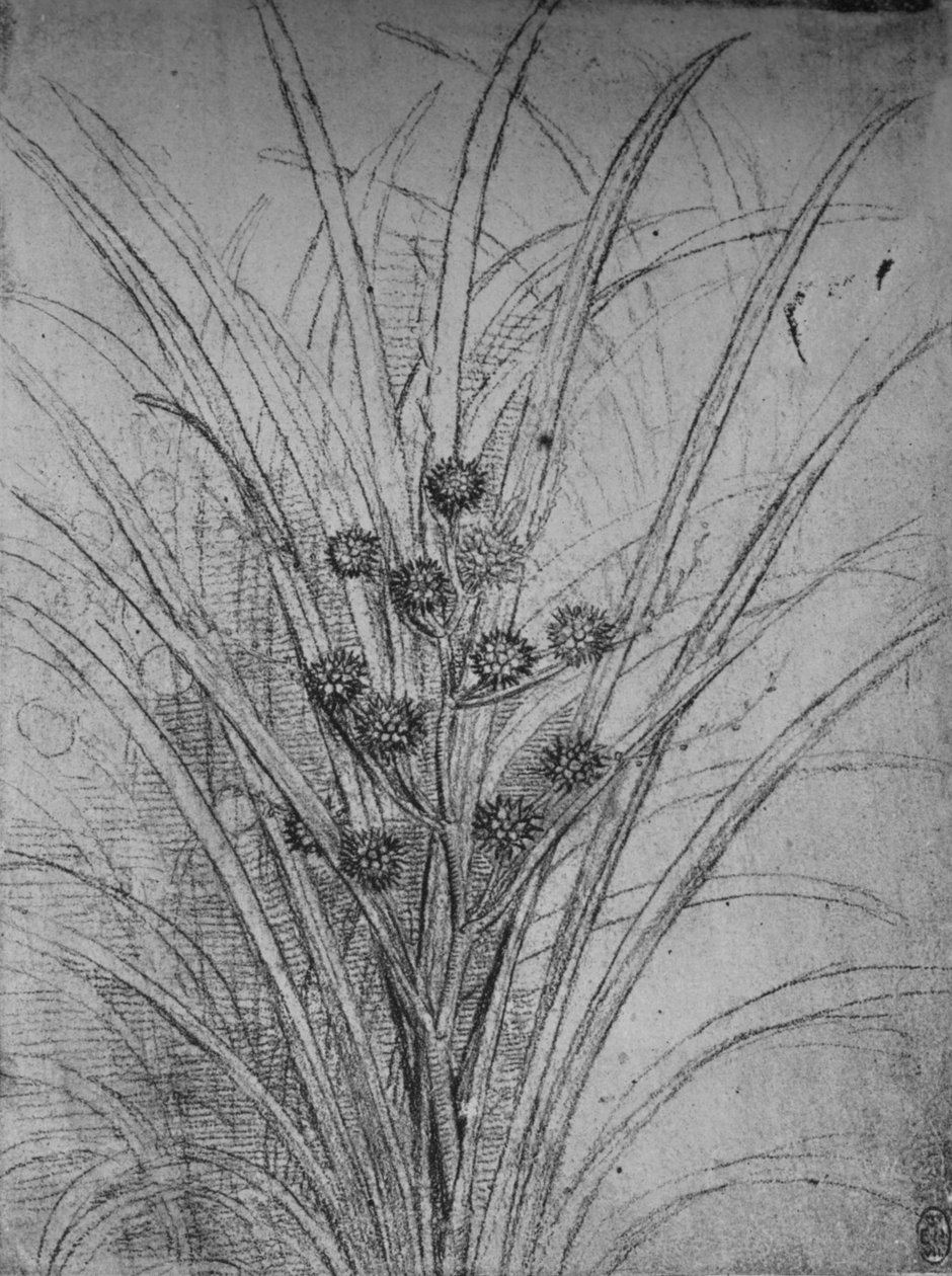 Flower Rushes, c1480 1945 af Leonardo da Vinci