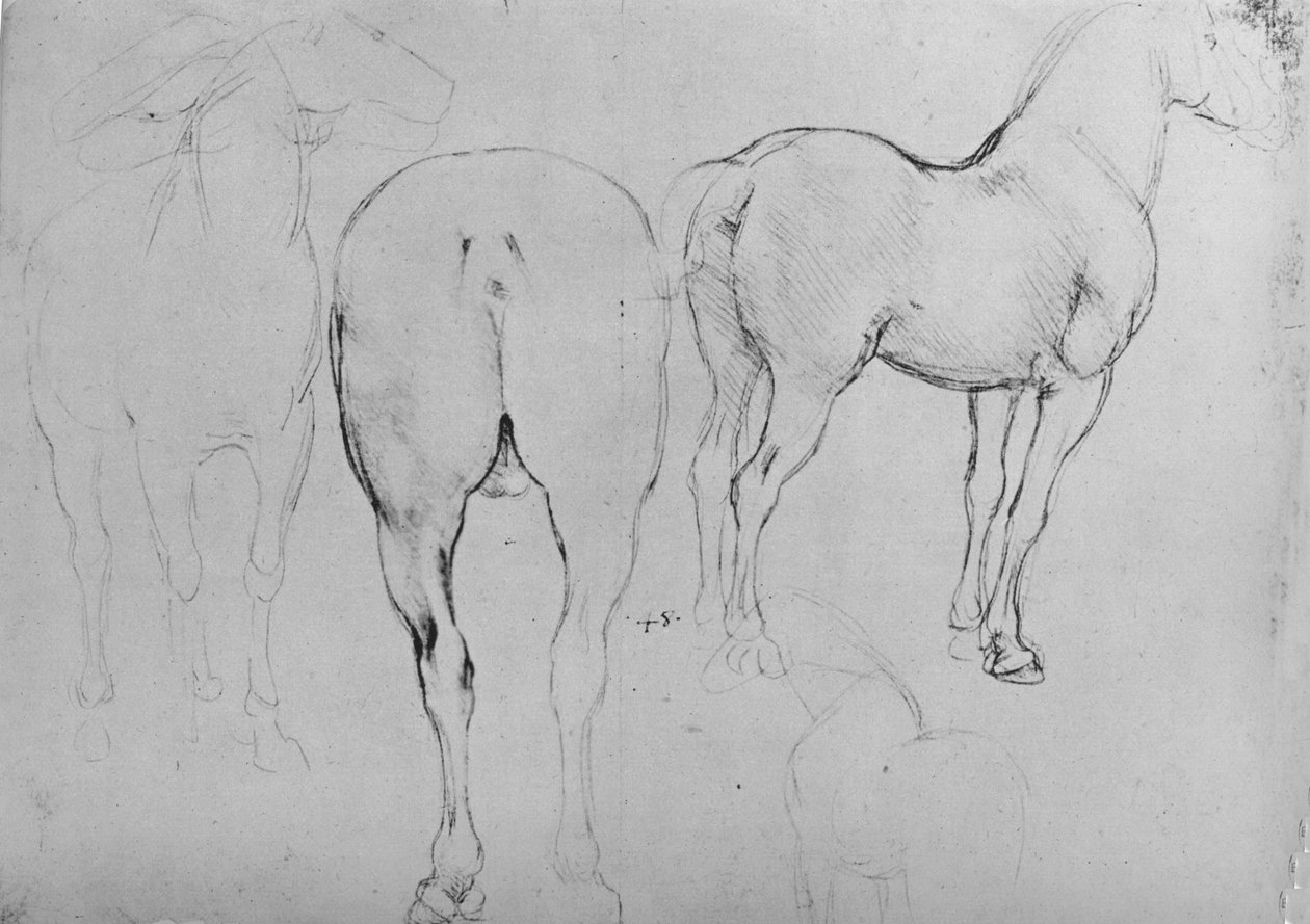 Fire skitser af heste, c1480 1945 af Leonardo da Vinci