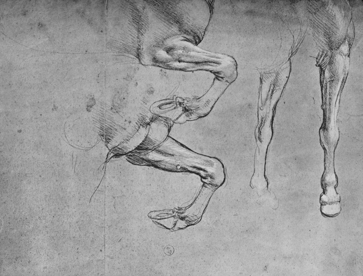 Fire undersøgelser af hesteben, c1480 1945 af Leonardo da Vinci