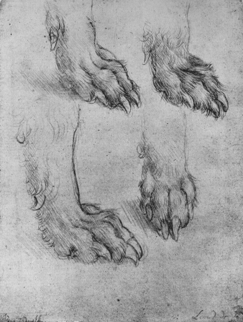Fire undersøgelser af en hunds eller ulvs poter, c1480 1945 af Leonardo da Vinci