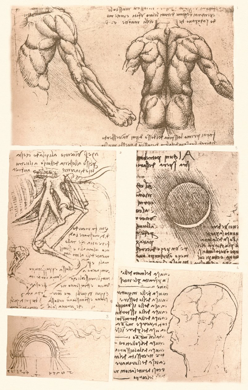 Fire anatomiske tegninger, c1472-c1519 1883 af Leonardo da Vinci