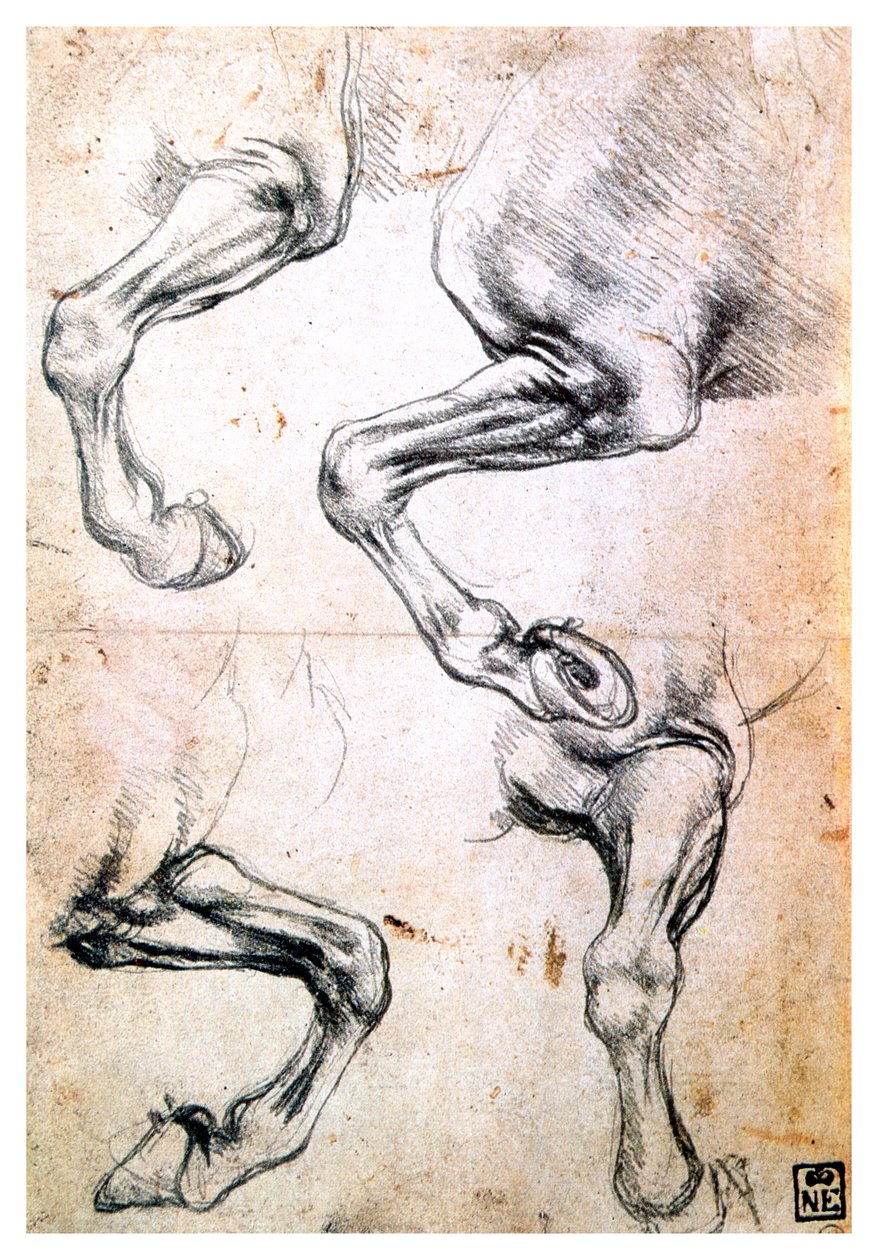 Fire undersøgelser af hestes ben, c1500 af Leonardo da Vinci