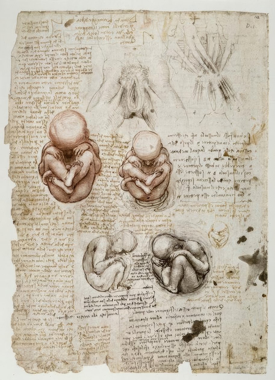 Foster i livmoderen af Leonardo da Vinci