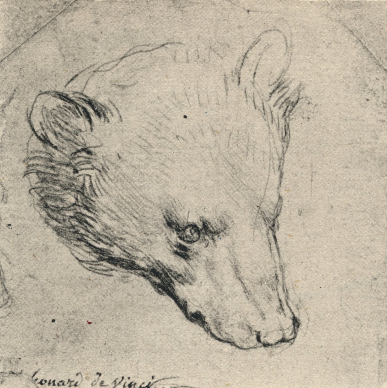 Hoved af en bjørn, c1480 1945 af Leonardo da Vinci