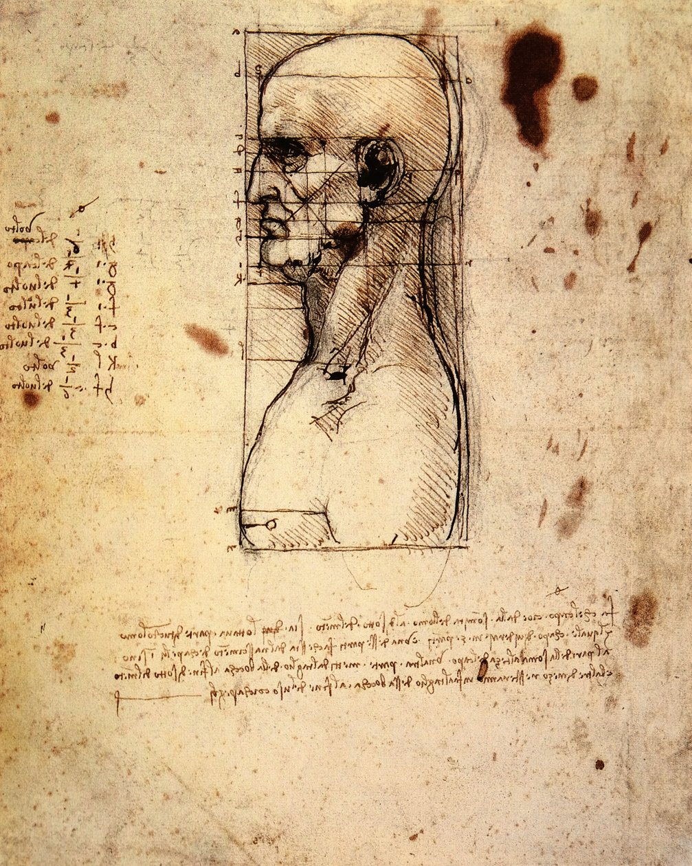 Mandshoved i profil med proportioner af Leonardo da Vinci
