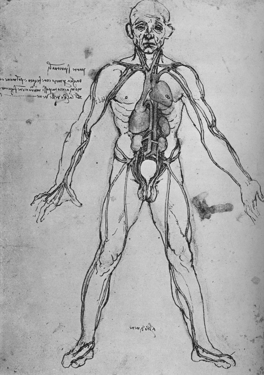 Mand tegnet som en anatomisk figur for at vise hjertet, lungerne og hovedarterierne, c1480 1945 af Leonardo da Vinci