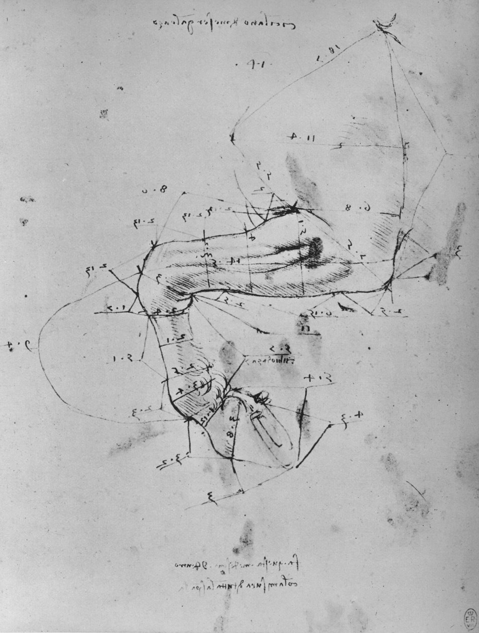 Målt tegning af en hests nære forben, c1480 1945 af Leonardo da Vinci