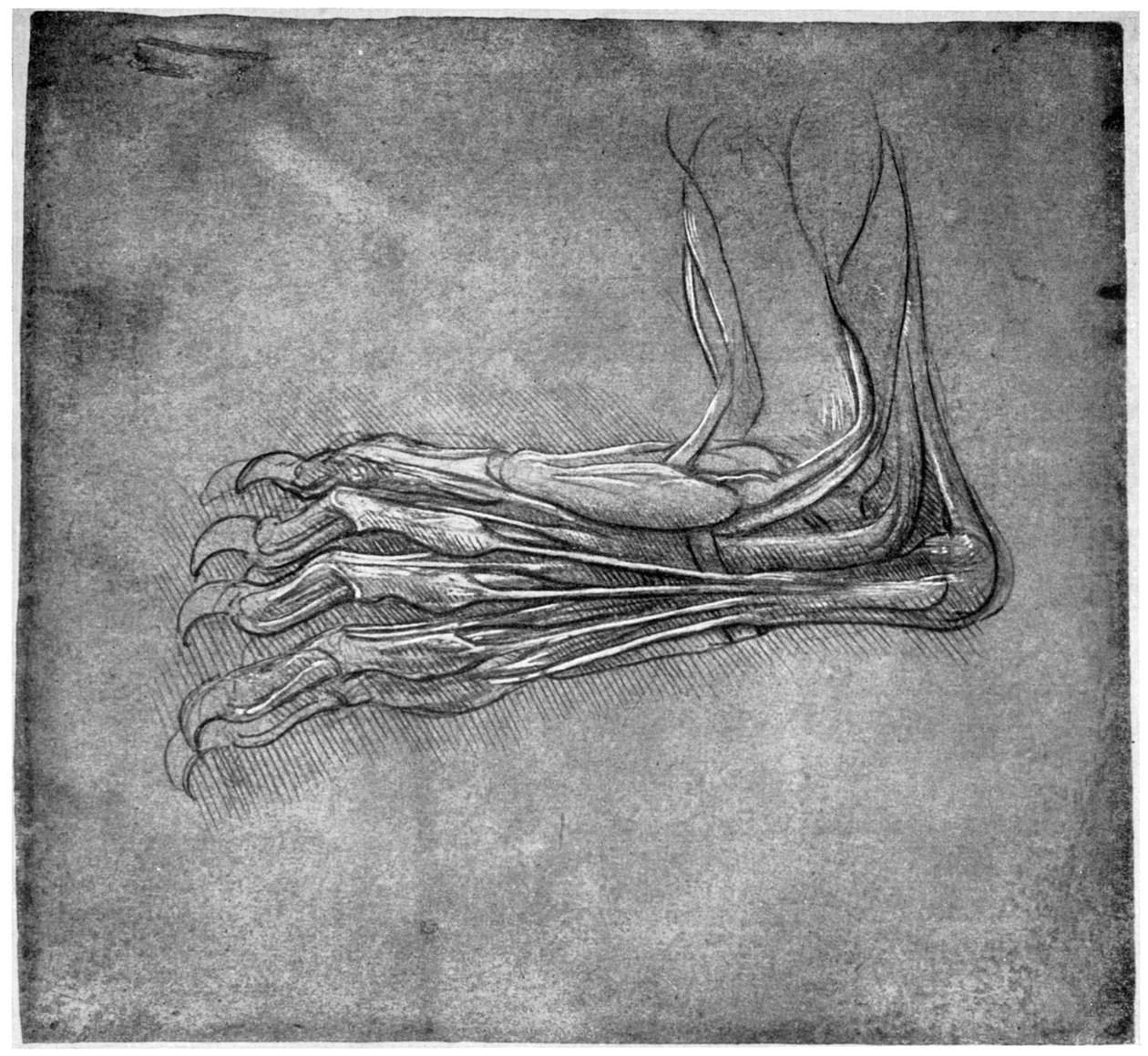 Muskler og sener i en fod, muligvis af en hare, slutningen af det 15. eller begyndelsen af det 16. århundrede 1954. af Leonardo da Vinci