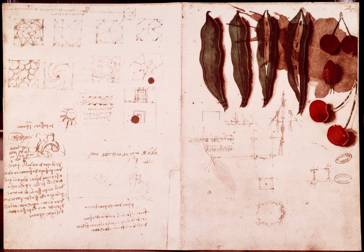 Noter og skitser af botanik og geometri. Tegning på dobbeltsidet manuskript af Leonardo da Vinci (Leonardo da Vinci) (1452-1519) af Leonardo da Vinci