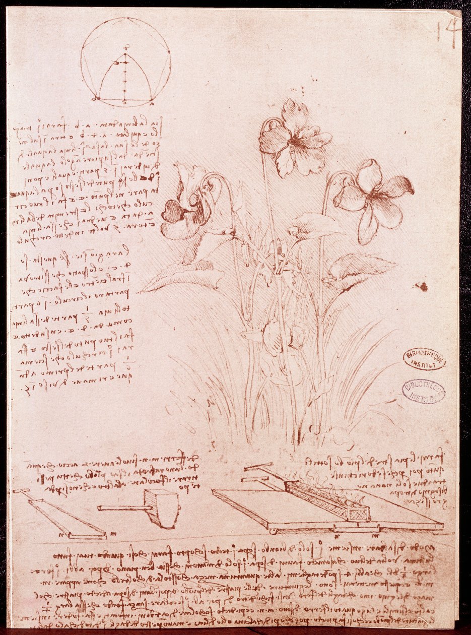 Noter og skitser af botanik og geometri: narcissus. Tegning på dobbeltsidet manuskript af Leonardo da Vinci (Leonardo da Vinci) (1452-1519) af Leonardo da Vinci