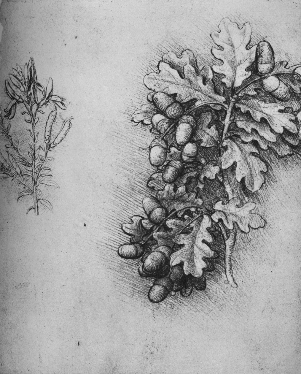 Egeblade med agern og farvestoffer Grøngræs, c1480 1945 af Leonardo da Vinci
