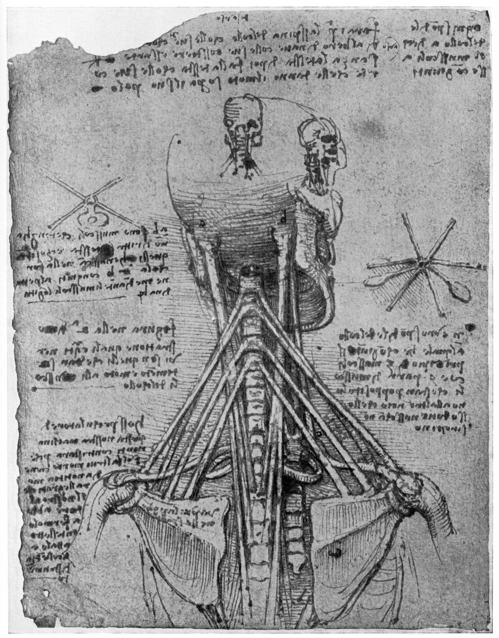 Set bagfra af et skelet, der viser nakkens sener, slutningen af det 15. eller begyndelsen af det 16. århundrede 1954 af Leonardo da Vinci