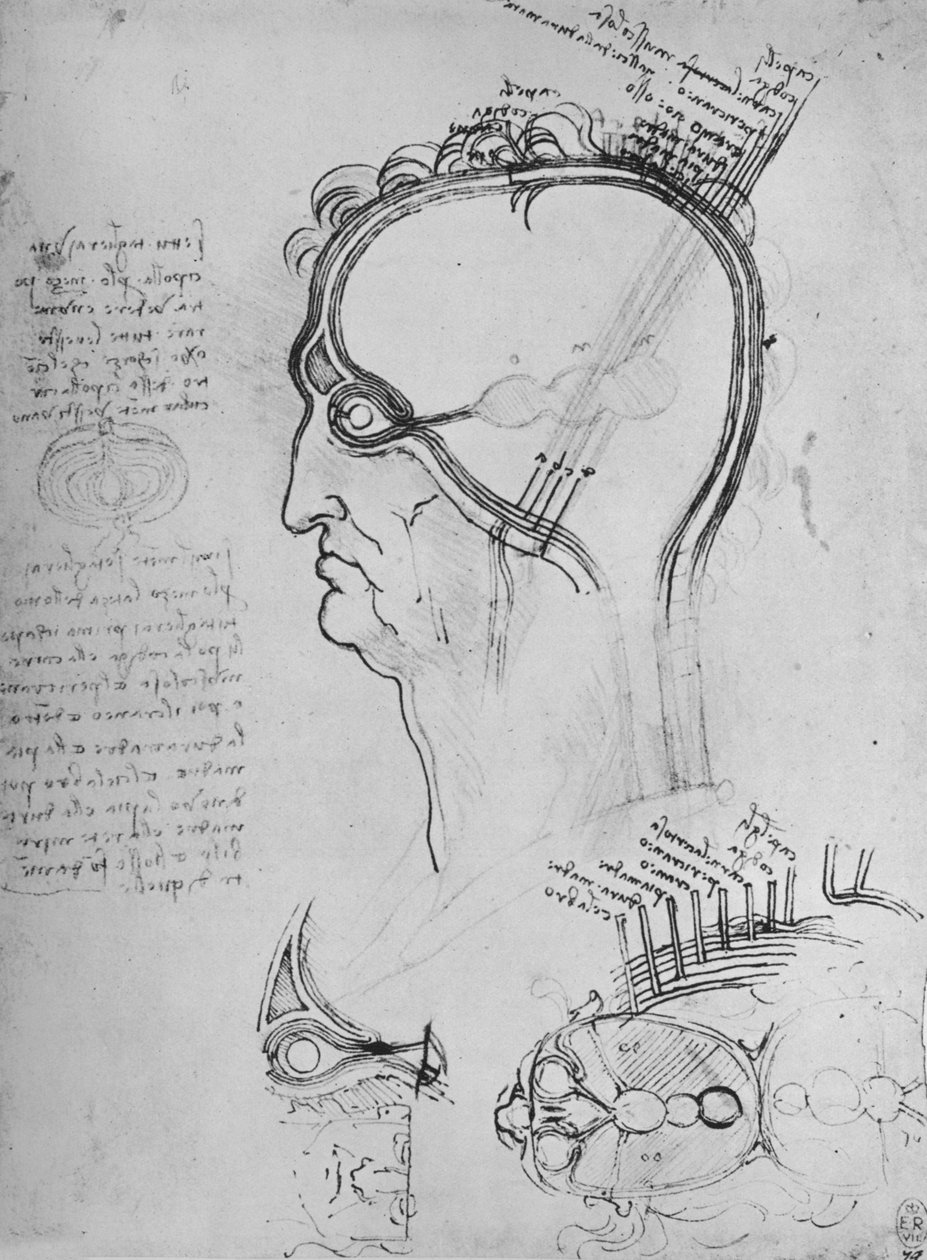 Udsnit af et mands hoved, der viser øjets anatomi, osv., c1480 1945 af Leonardo da Vinci