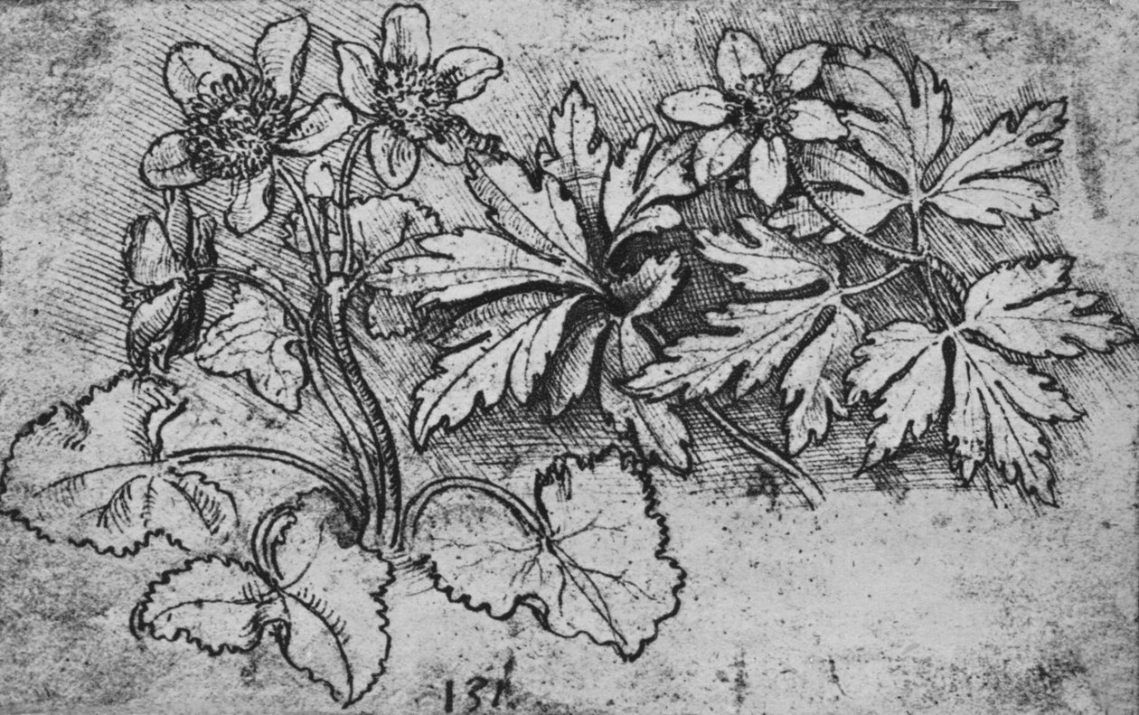 Skitse af en plante, c1480 1945 af Leonardo da Vinci