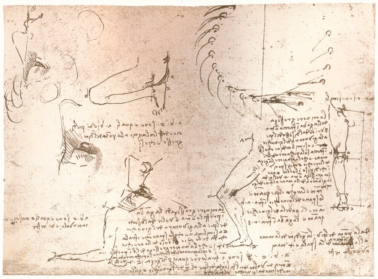Skitser, der illustrerer teorien om proportionerne af den menneskelige figur, c1472-c1519 1883 af Leonardo da Vinci