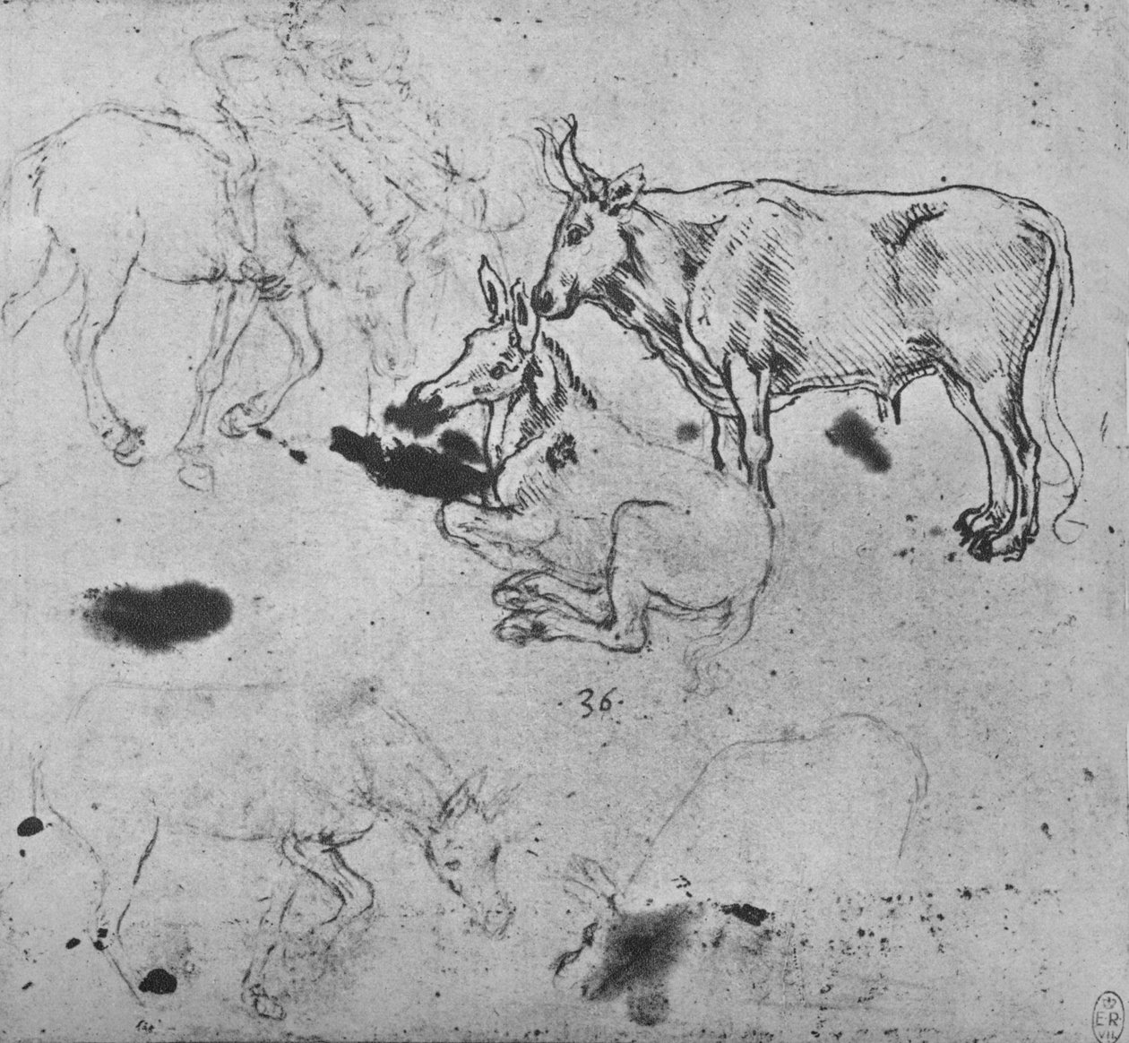 Studier af æsler og en okse, c1480 1945 af Leonardo da Vinci