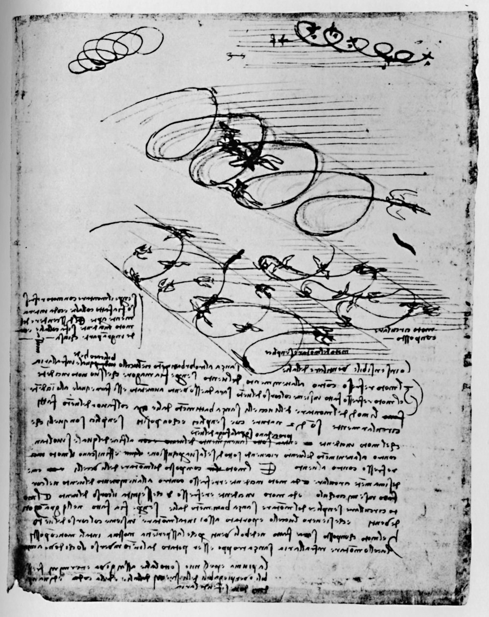Studier af fugle i flugt, når de rejser sig og cirkler, 1928 af Leonardo da Vinci