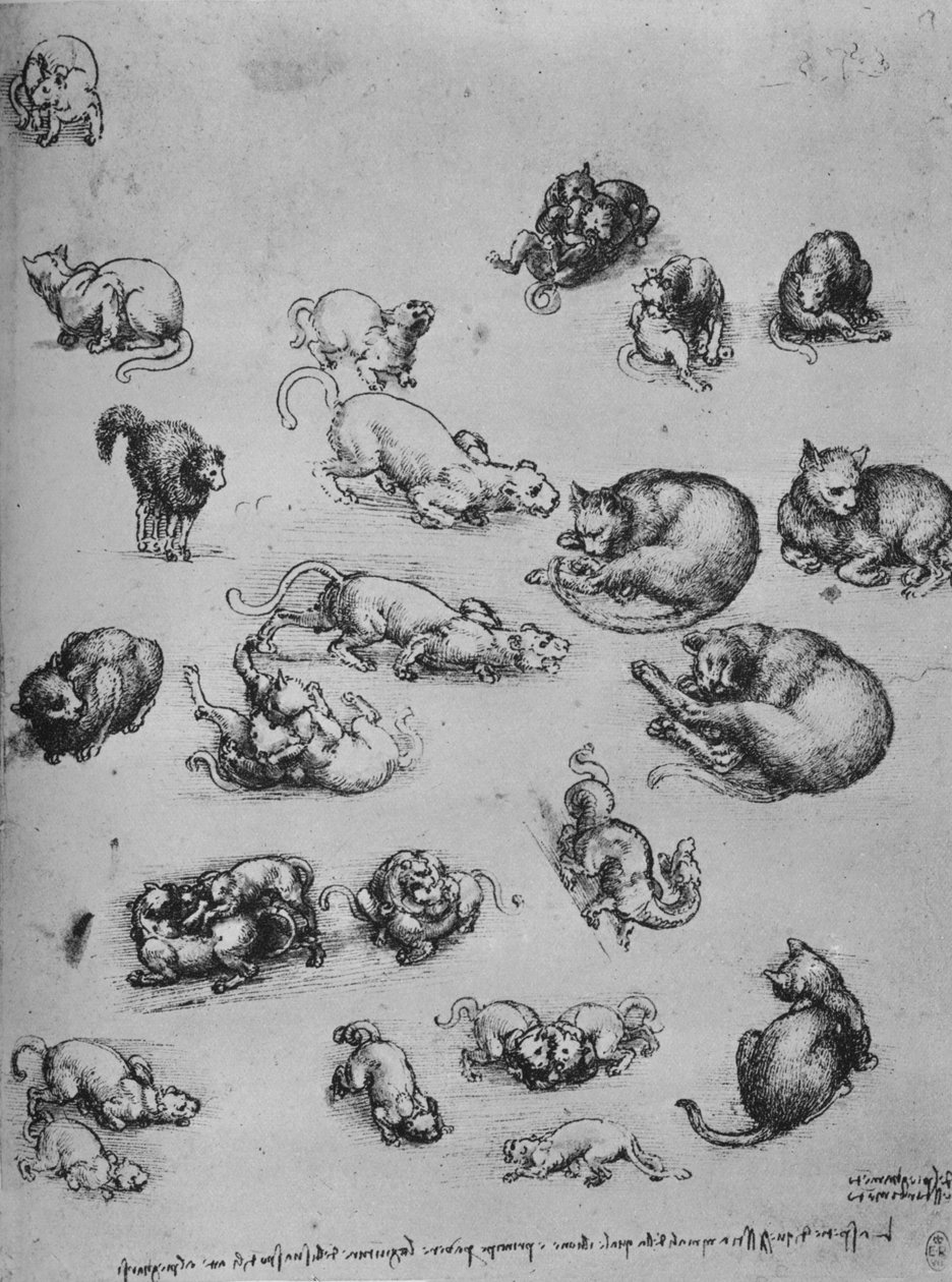 Studier af katte og en drage, c1480 1945 af Leonardo da Vinci