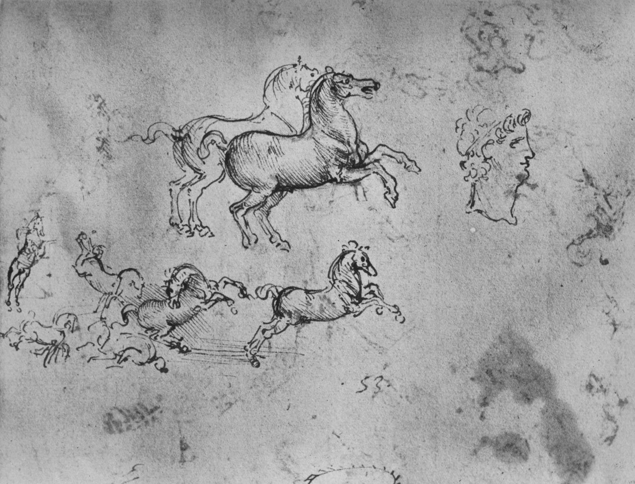 Studier af galoperende heste og et hoved, c1480 1945 af Leonardo da Vinci