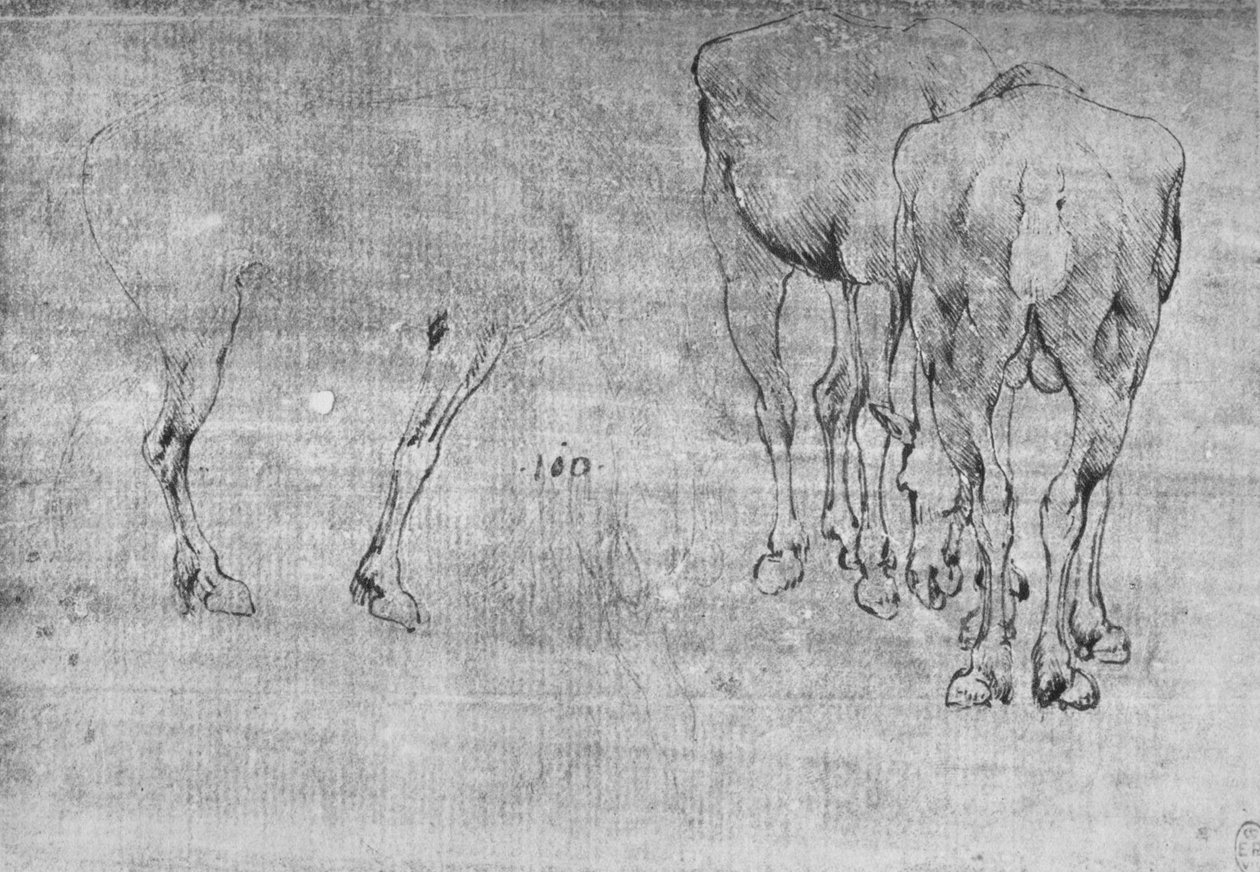 Studies of Horses Grazing, c1480 1945 af Leonardo da Vinci
