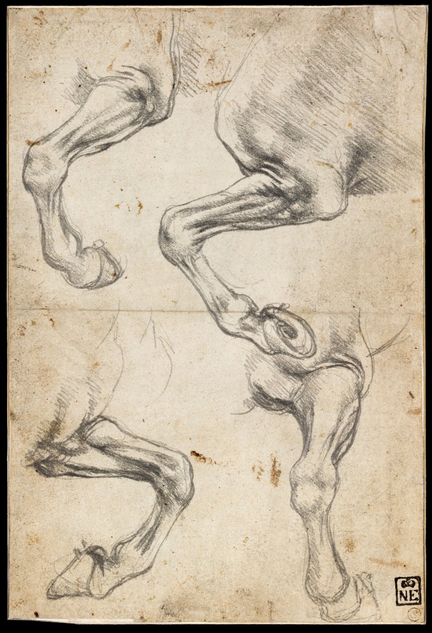 Studier af Hesteben af Leonardo da Vinci