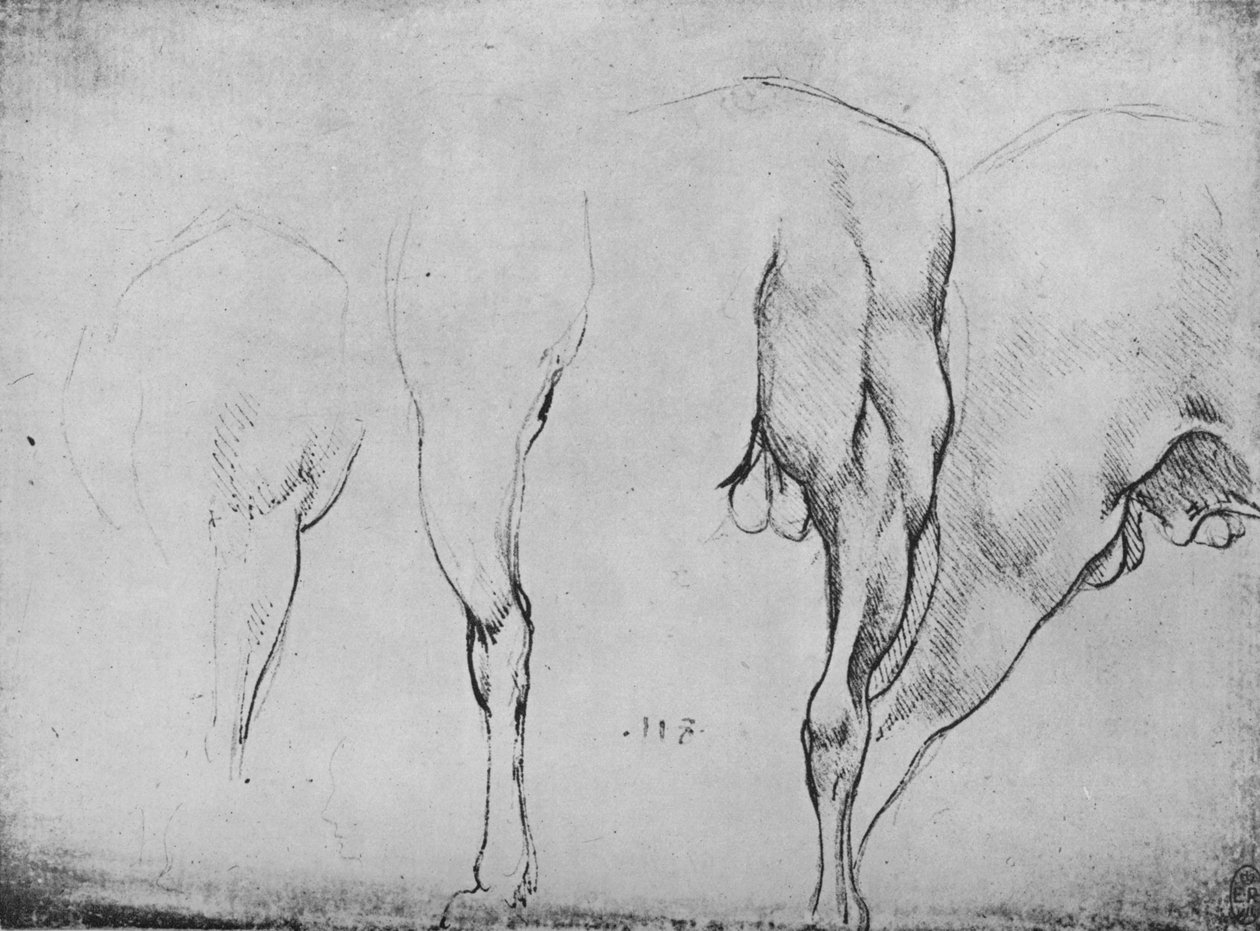 Studier af hesteben, c1480 1945 af Leonardo da Vinci