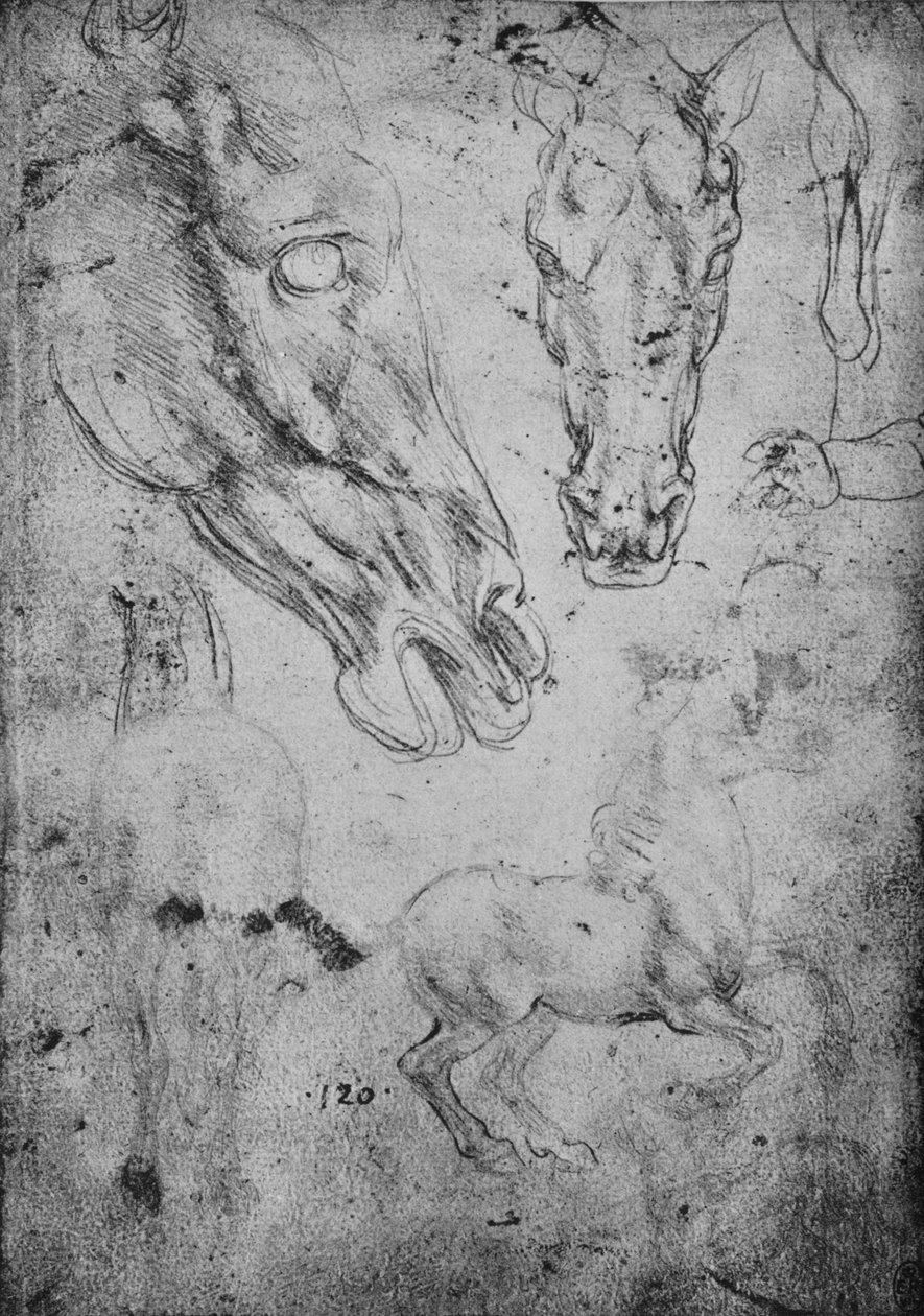Studier af heste og af hestehoveder, c1480 1945 af Leonardo da Vinci